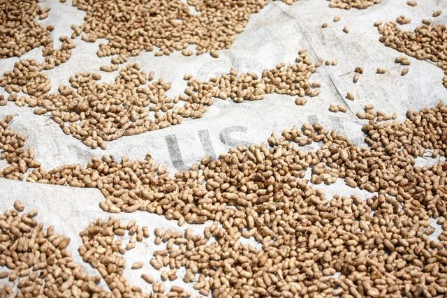 Aflatoxin Limits in Maize