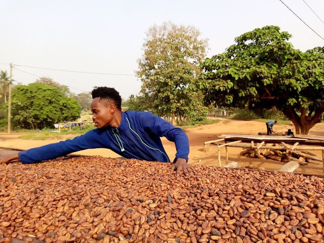 Cocoa Price in Ghana
