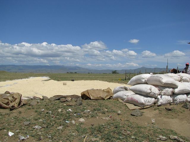 Commodity Export Scams