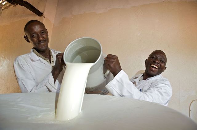 Staff of Kinyogoga Dairy Farmers' Cooperative Society in Uganda pour milk into a cooler. This is one of several milk chi
