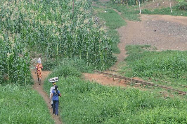 Women Stroll through Cornfield by Disused Railway Tracks - Kumasi - Ghana