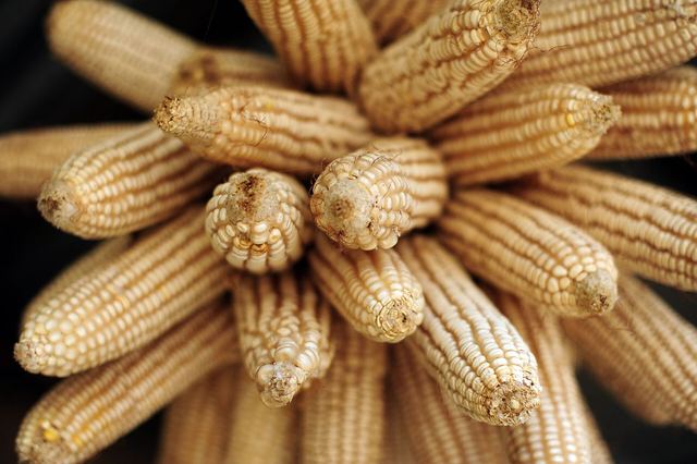 Safe Maize Storage Moisture