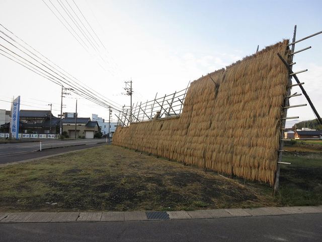 Paddy to Milled Rice
