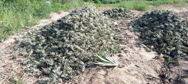 Phytosanitary Certificate Ghana
